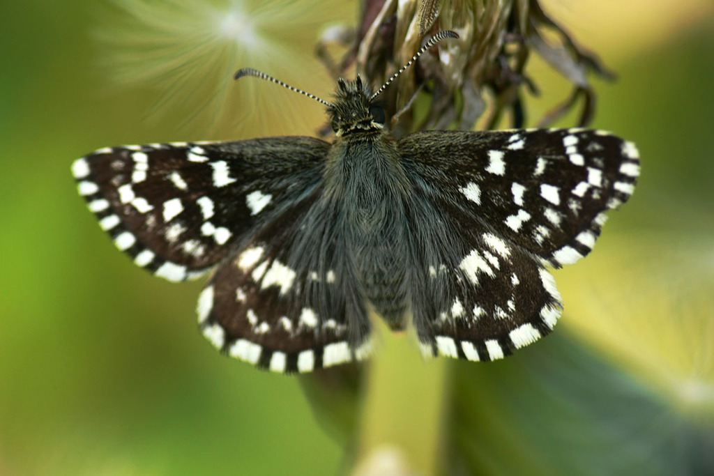 Grizzled Skipper