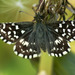 Grizzled Skipper - Photo (c) Walwyn, some rights reserved (CC BY-NC)