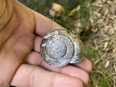 Nesiohelix samarangae