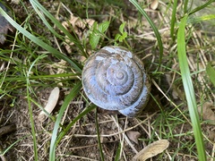 Nesiohelix samarangae