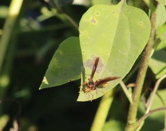 Polistes major