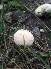Lycoperdon