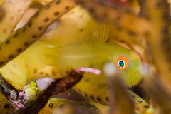 Paragobiodon xanthosoma