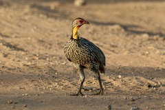 Pternistis leucoscepus