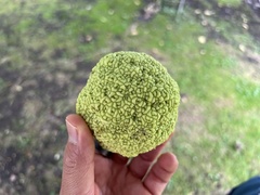 Maclura pomifera