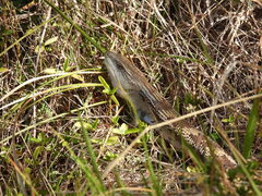 Tiliqua scincoides
