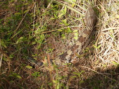 Tiliqua scincoides