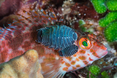 Cirrhitichthys oxycephalus