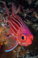 Sargocentron cornutum