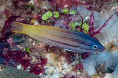 Halichoeres prosopeion