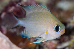 Pycnochromis amboinensis