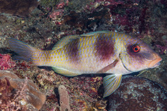 Parupeneus crassilabris