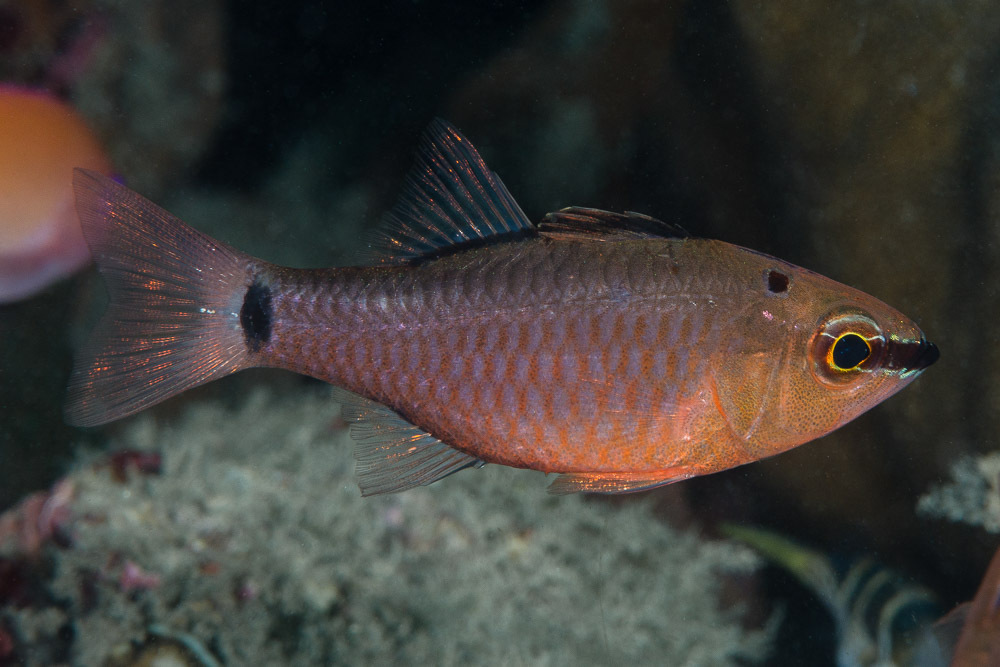False Ear-Spot Cardinalfish