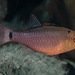 Spotnape Cardinalfish - Photo (c) François Libert, some rights reserved (CC BY-NC-SA), uploaded by François Libert