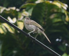 Bolemoreus frenatus