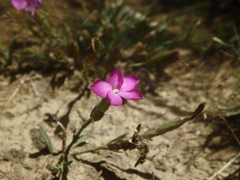 Dianthus deserti