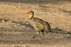 Pternistis leucoscepus