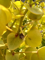 Rafnia amplexicaulis