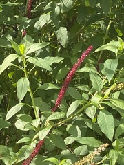 Phytolacca heterotepala