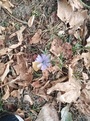 Cichorium intybus