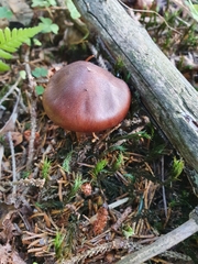Cortinarius semisanguineus