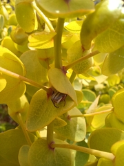 Rafnia amplexicaulis