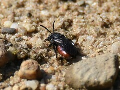 Sphecodes albilabris