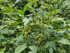 Humulus lupulus