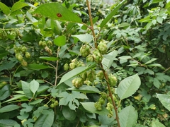 Humulus lupulus