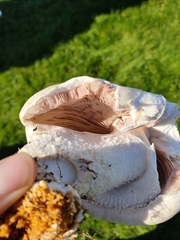 Agaricus urinascens
