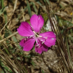 Dianthus deserti