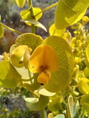 Rafnia amplexicaulis