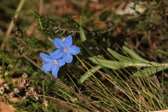 Glandora prostrata
