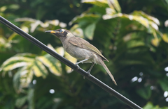 Bolemoreus frenatus