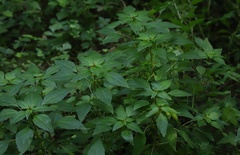 Acalypha virginica