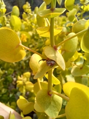 Rafnia amplexicaulis