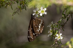 Euploea core corinna