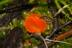 Aleuria aurantia