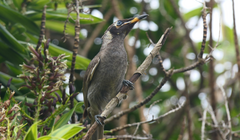 Bolemoreus frenatus