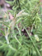 Gonocarpus elatus