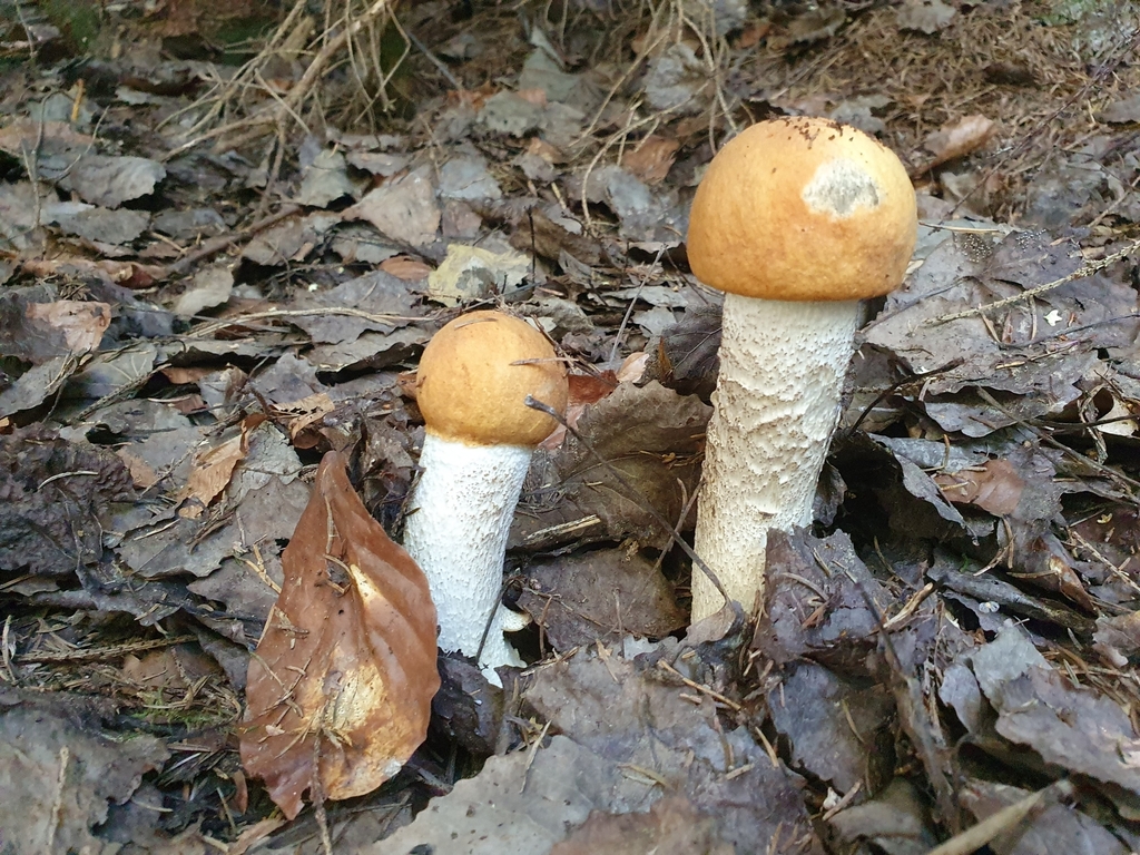 orange-oak bolete from Seeboden, 9871, Österreich on September 22, 2022 ...