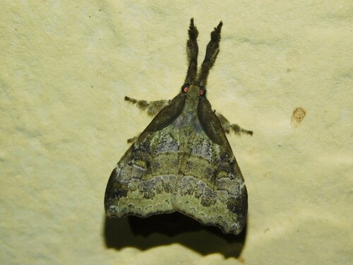 Lomadonta umbrata