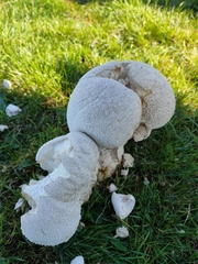 Lycoperdon utriforme