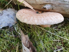 Lactarius torminosus