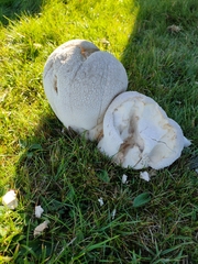 Lycoperdon utriforme