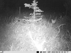 Vulpes vulpes vulpes