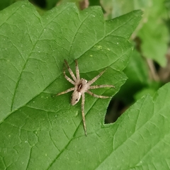 Pisaura