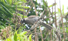Bolemoreus frenatus