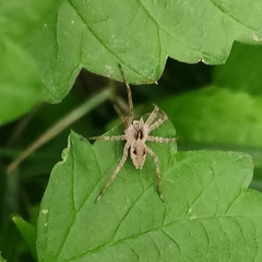 Pisaura