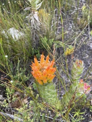 Mimetes pauciflorus